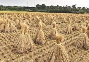 Read more about the article 農貸貸款計畫怎麼寫？掌握6大重點，提高核貸成數與通過率